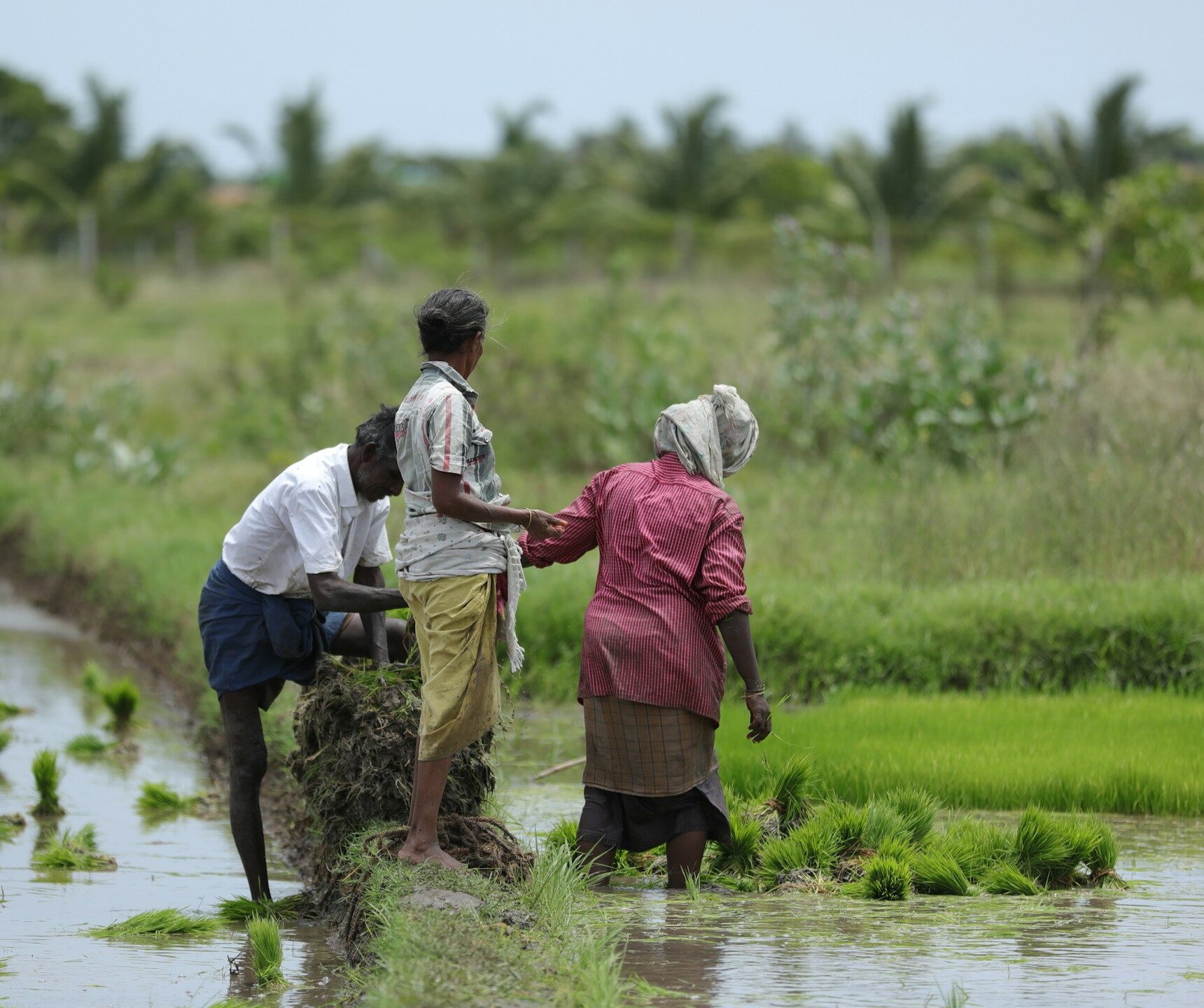 3-Rice field-1