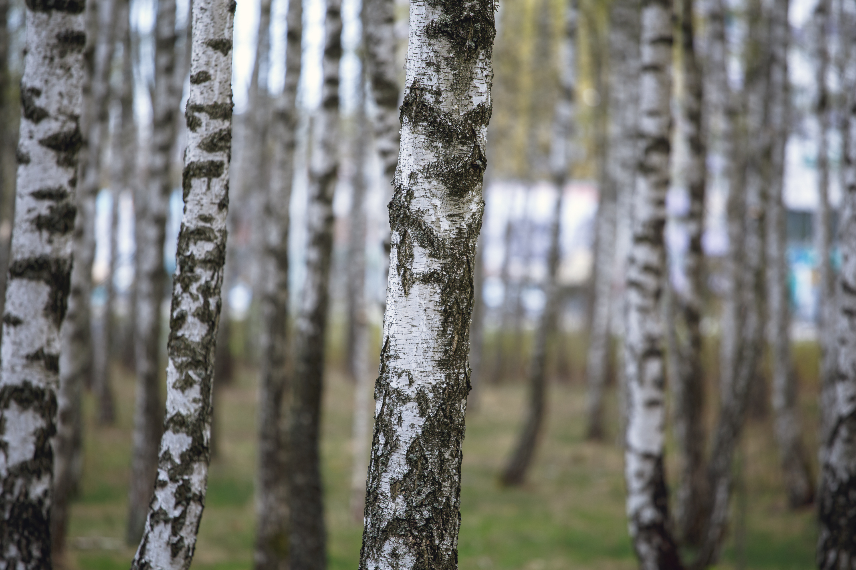 Close Up Trees