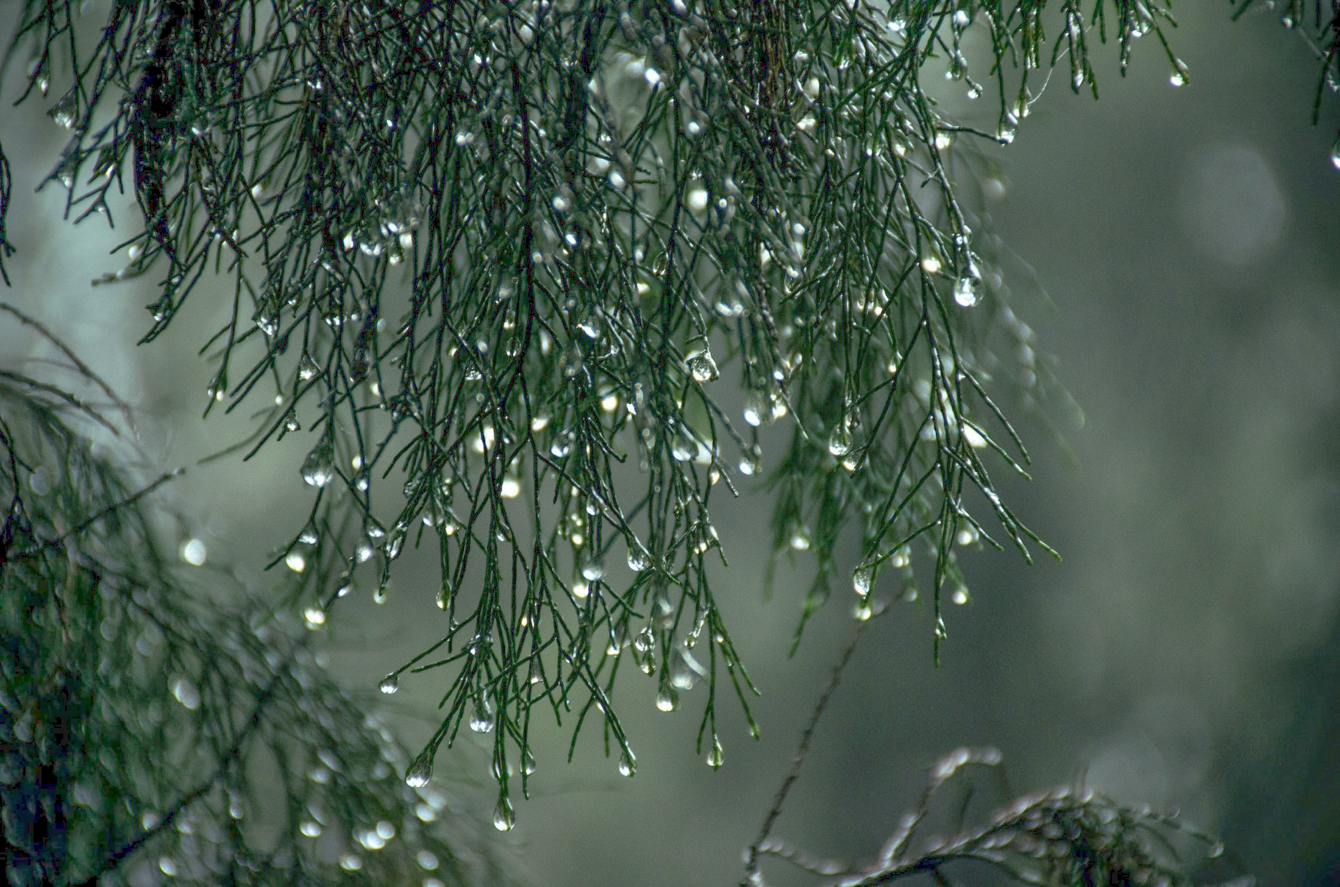 Rain
